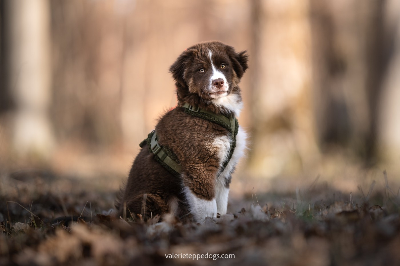 Des Embruns Islais - Chiots disponibles - Berger Américain Miniature 