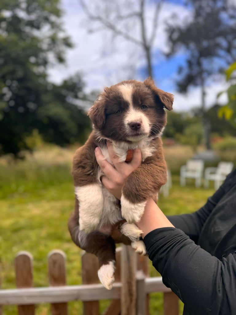 Des Embruns Islais - Chiots disponibles - Berger Américain Miniature 