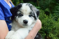 CHIOT