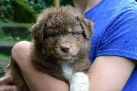 CHIOT