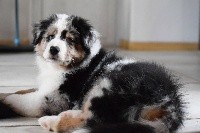 CHIOT