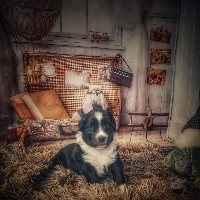 CHIOT