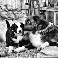 CHIOT