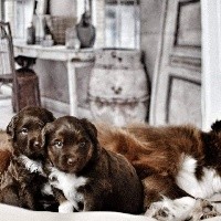 CHIOT