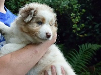 CHIOT