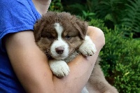 CHIOT