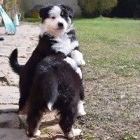 CHIOT