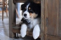 CHIOT