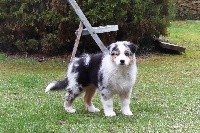 CHIOT