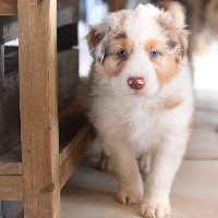 CHIOT