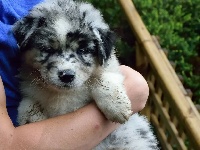 CHIOT