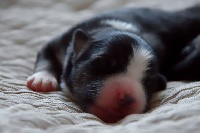 CHIOT