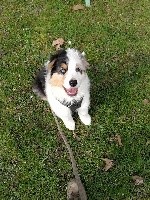 CHIOT