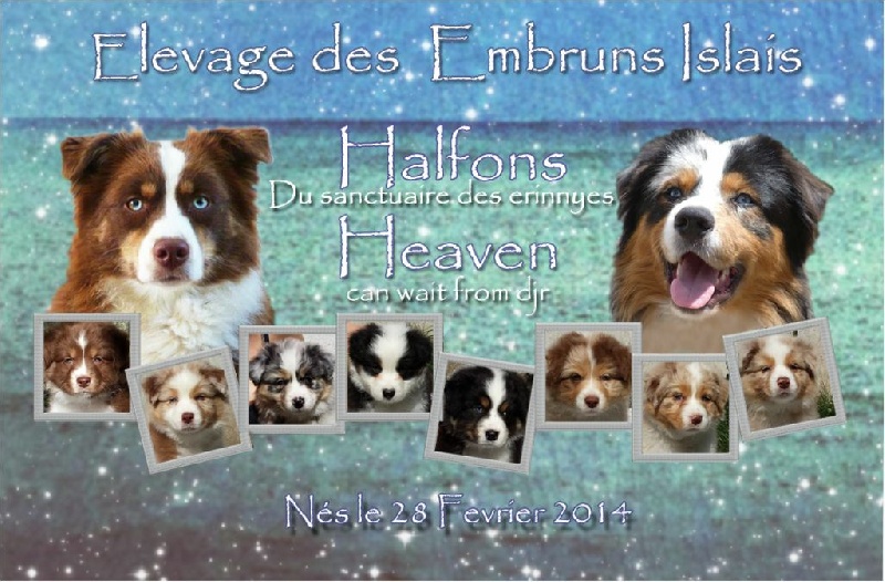 Des Embruns Islais - Berger Australien - Portée née le 28/02/2014
