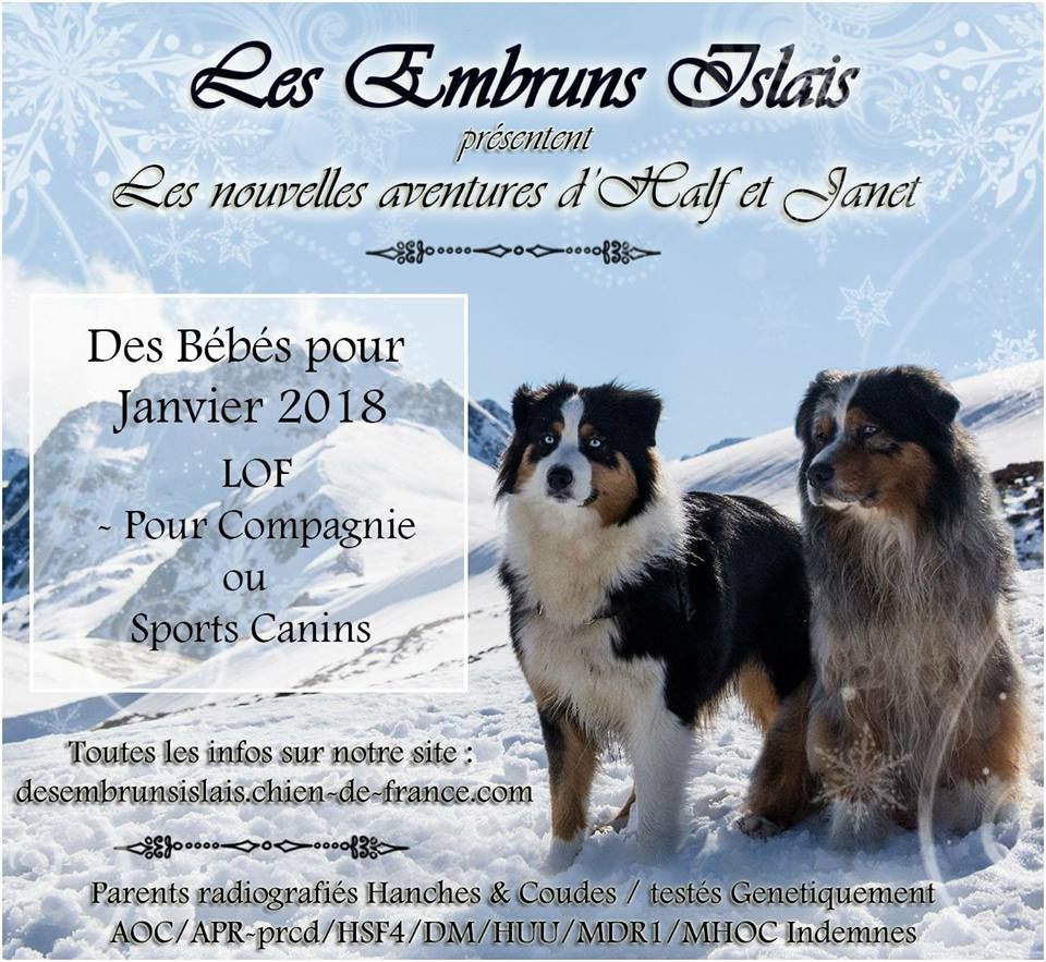 Des Embruns Islais - Berger Australien - Portée née le 15/01/2018